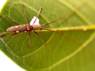 Macro shot of Batocera rubus
