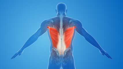 Latissimus Dorsi Muscles pain and injury