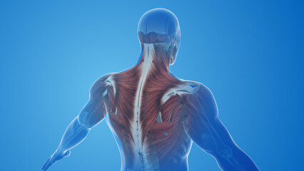 Trapezius muscles pain and injury - obrazy, fototapety, plakaty
