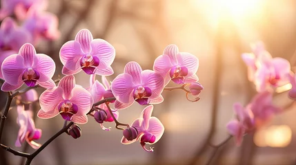 Plexiglas foto achterwand Close-up of a blooming pink butterfly orchid © Adriana