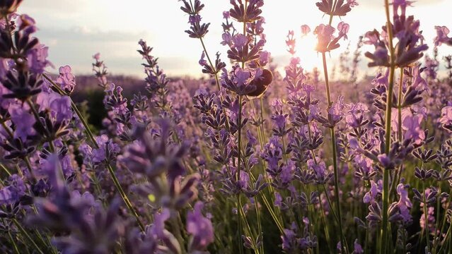 Close up view of diligent bumblebee collecting pollen in a blooming lavender (lavandula) field. Honey bee pollinates beautiful purple flowers at sunset. Fragrant plants blossoms in the meadow