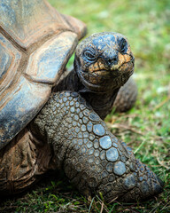 Portrait of radiated tortoise (Astrochelys radiata)