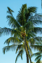Fototapeta na wymiar palm tree in the blue sky at miami beach