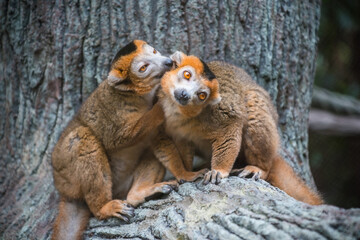 Portrait of red lemur