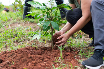 Voluntariado preparando a terra para o plantio de uma muda de árvore para o reflorestamento de uma...