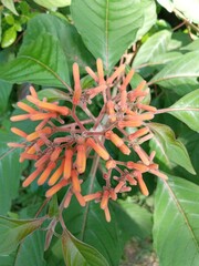 flowering coralillo on the road