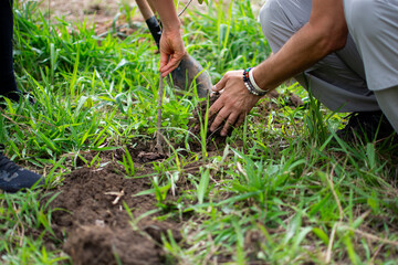 Voluntariado preparando a terra para o plantio de uma muda de árvore para o reflorestamento de uma área devastada. Imagem de sustentabilidade e ativismo ecológico. - obrazy, fototapety, plakaty