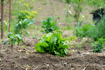 Horta com alface e vegetais em uma imagem mostrando o plantio orgânico e sustentável.