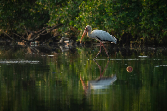A Milky stork, mycteria cinerea, searching for food on shallow sea water in Jakarta Bay, natural bokeh background