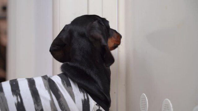 Funny little stubborn dog in striped clothes stands at door, persistently knocks with his paw, pushes door with nose, opens. Insolent uninvited guests Pet banging on door to owner requires attention