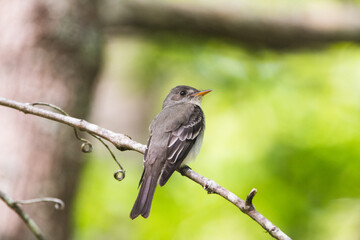 Eastern wood peewee
