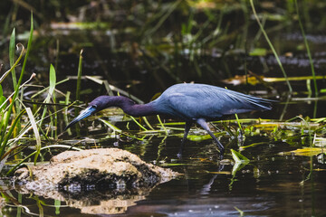 Little blue heron stalking it's prey