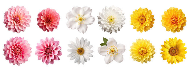 Obraz premium set of pink, white and yellow flowers 