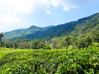 green tea plantation