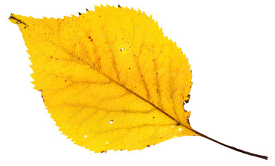 A single bright yellow autumn colored apple tree leaf with a few small holes caused by decay. On a clean background.
