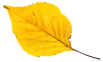 A single bright yellow autumn colored apple tree leaf with a few small holes caused by decay. On a clean background.
