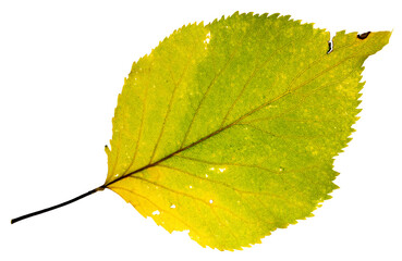 A single bright greenish-yellow autumn colored apple tree leaf with a few small holes caused by decay. On a clean background.
