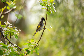 New Holland Honey Eater bird perched on a flowering pear tree branch