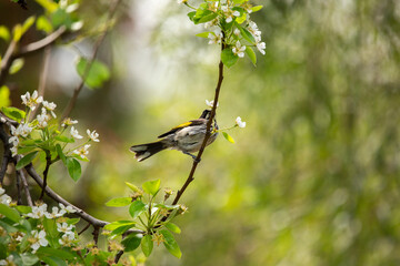 New Holland Honey Eater bird perched on a flowering pear tree branch