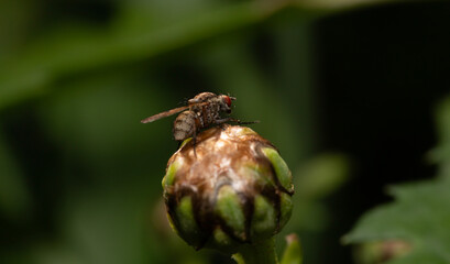 A flesh fly found on a flower bud in Adelaide, South Australia during spring time