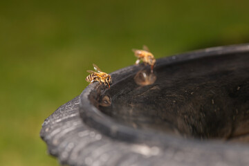 Two honeybees drinking from a water from a bird bath in the garden, using their straw like tongues...