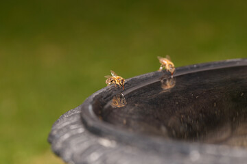 Two honeybees drinking from a water from a bird bath in the garden, using their straw like tongues called proboscis