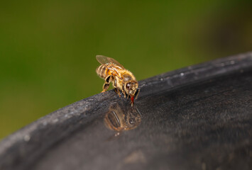A honeybee drinking from a water from a bird bath in the garden, using its straw like tongue called...
