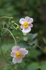 trees, flowers, forest. pond, river 