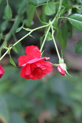 trees, flowers, forest. pond, river 