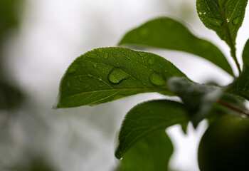 Close-up detailed shot of raindrops on green tree leaves 