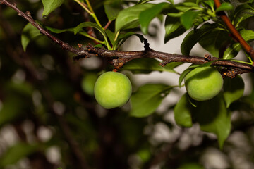 green plums growing organically on a plum tree in the garden
