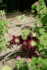 Flores del jardín de algún palacio de Sintra
