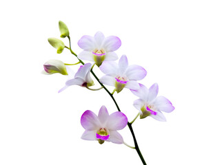 Naklejka na ściany i meble Colorful inflorescence of white purple dendrobium hybrid orchids flower blooming with water drops isolated on white background , clipping path