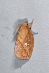 タケカレハ（北海道・鹿追町）
