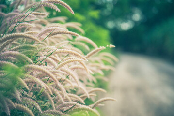 Grass field sunset Beautiful landscape with grasses meadow on sunlight. Countryside heaven amazing field scene grass meadow on sunbeam nature dawn. Sunset dawn landscape vibrant scenery horizontal