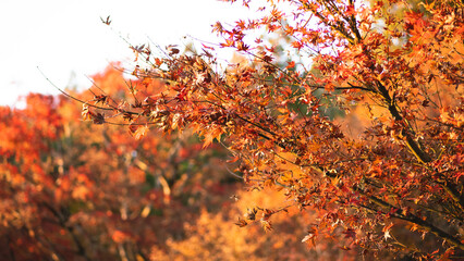 Japanese Autumn Leaf, 紅葉