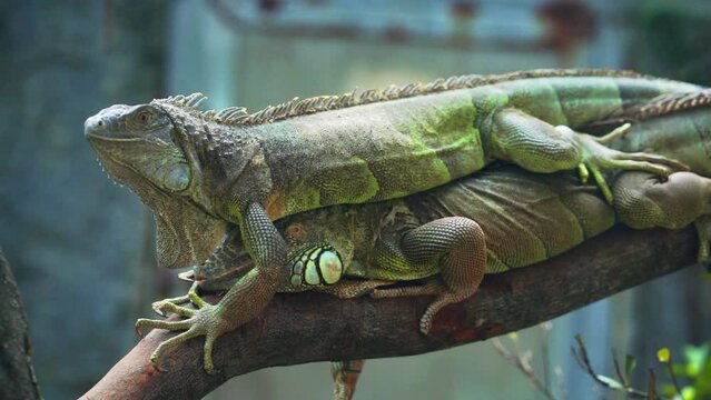 Lizard families together is looking to the future so cute when watching them in zoo