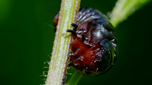 Bloody-nosed beetles (Timarcha tenebricosa) larvae on leaf, Devon, England, United Kingdom, Europe