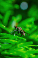Tropical Fruit Fly Drosophila Diptera Parasite Insect Pest Macro