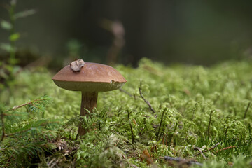 Wild bay bolete mushroom growing on moss in forest