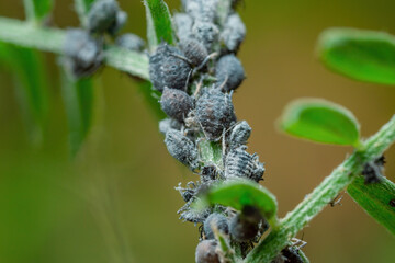 Black Bean Aphid Colony Close-up. Blackfly or Aphis Fabae Garden Parasite Insect Pest Macro