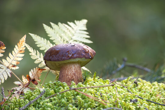 Boletus pinophilus mushroom growing in the woods