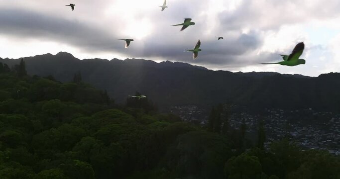 Wild green parrots flying in Hawaii, aerial drone in slow motion