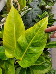 Beautiful speckled green and yellow leaves of Philodendron Calkin's Gold © Khairil