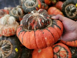 The orange color buttercup shape of Turk's Turban pumpkin for Fall decoration