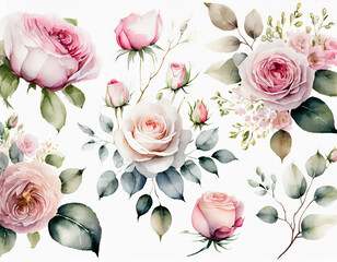 Set watercolor arrangements with garden roses. collection pink flowers, leaves, branches. Botanic illustration isolated on white background.