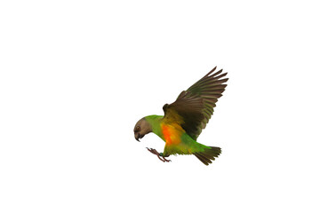 Beautiful of Senegal parrot flying isolated on transparent background png file