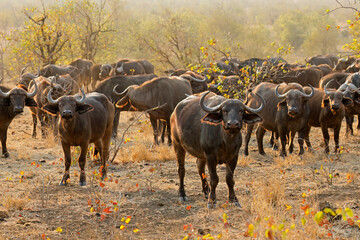 Large herd of African buffaloes (Syncerus caffer), Kruger National Park, South Africa.