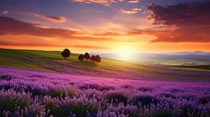 Gordijnen beautiful panorama rural landscape with sunrise and blossoming meadow. purple flowers flowering on spring field. wild flowers blooming on sunset. summer panoramic view © Muhammad
