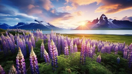 Blooming lupine flowers on the Stokksnes headland. Colorful summer panorama of the southeastern Icelandic coast with Vestrahorn (Batman Mountain). Iceland, Europe. Artistic style post processed - obrazy, fototapety, plakaty